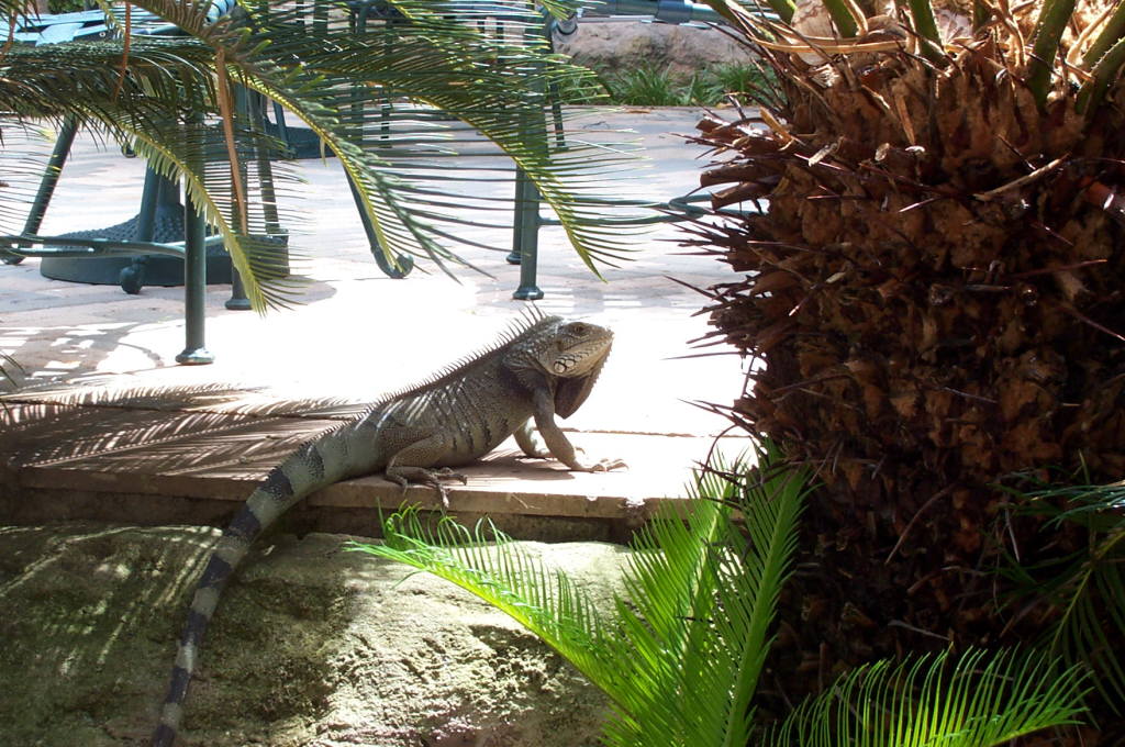 2003 Aruba